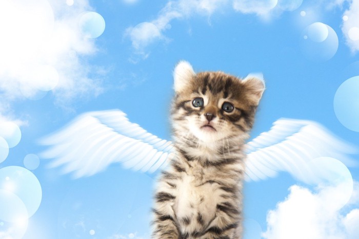 天使になっている猫