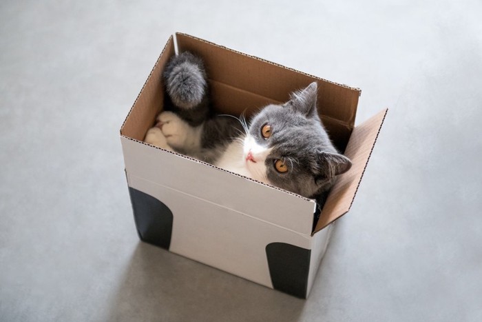 狭い箱に収まっている猫