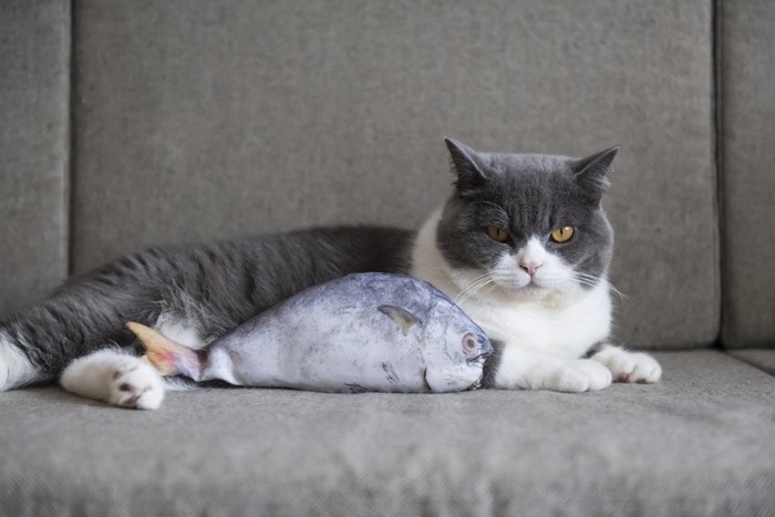 猫と魚おもちゃ