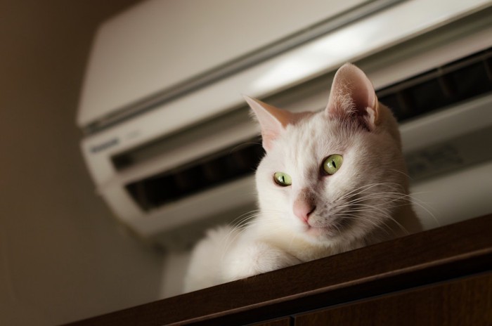 エアコンの下にいる白猫