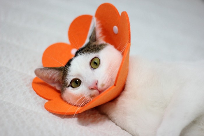オレンジのカラーを付ける猫