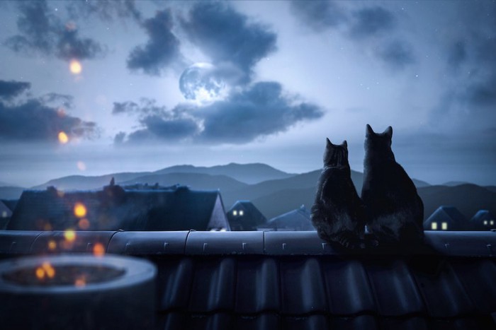 屋根の上で月を見る二匹の猫の後ろ姿