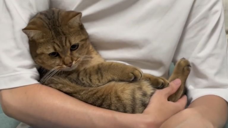 抱っこされている猫