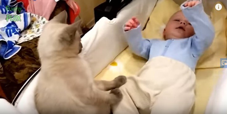 赤ん坊を見下ろす子猫2