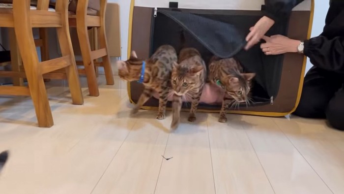 移動用のケージから出る猫たち