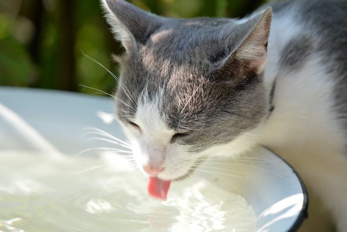 目を閉じて水を飲む猫