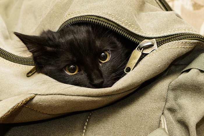 バッグから覗いている猫