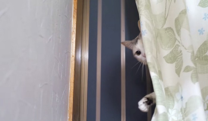 カーテンから顔を覗かせる猫