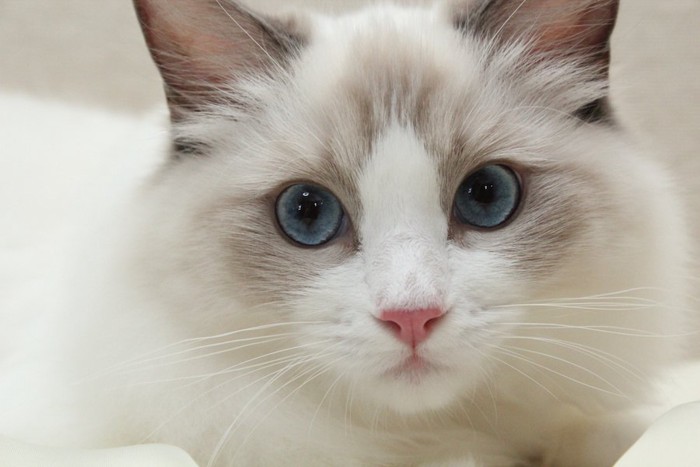 青いきれいな瞳の長毛猫