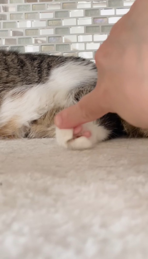 猫の足を触る人の指