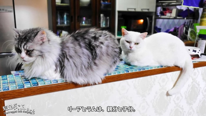 長毛猫と白猫