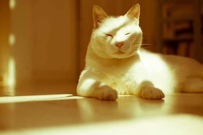 日向ぼっこして眠る猫