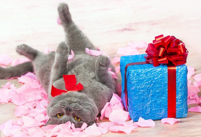 プレゼントに喜んでいる猫