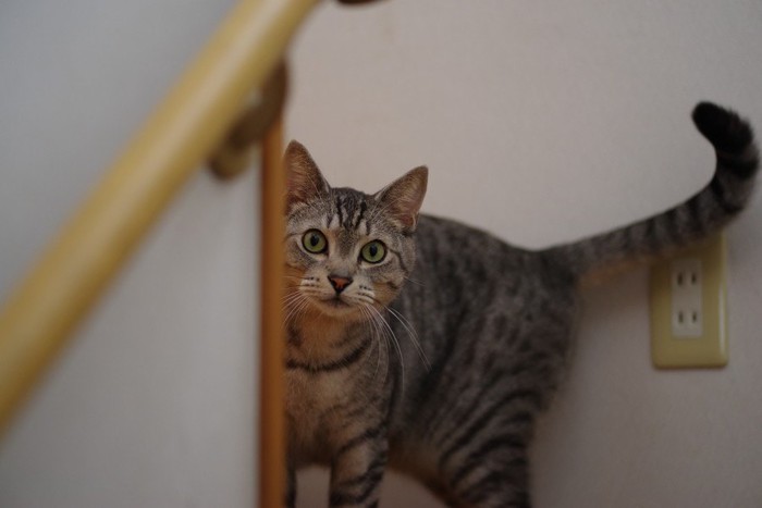 階段の影からこちらを見る猫