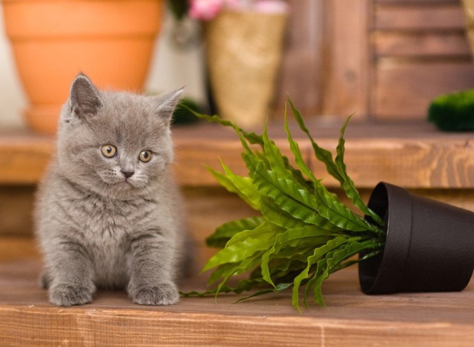 ブリティッシュショートヘアの子猫と鉢植え