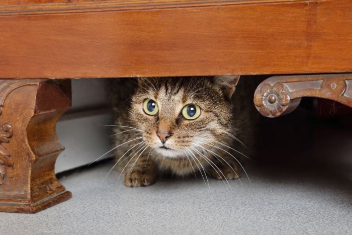 家具の下に入る怯えた猫