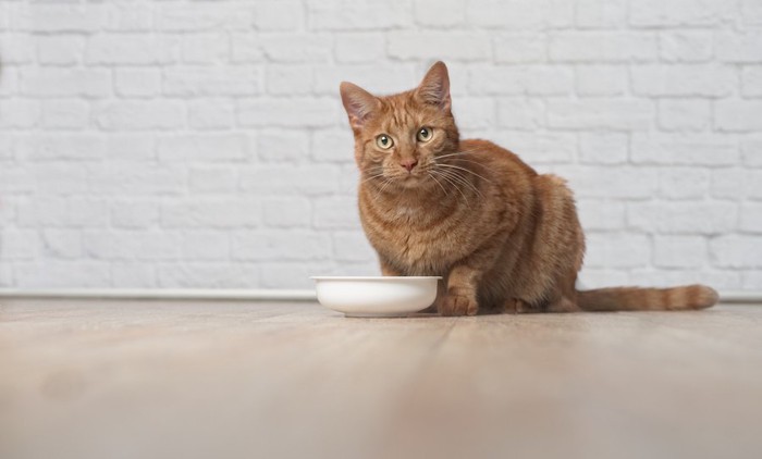 ご飯の前に座ってこちらを見つめる猫