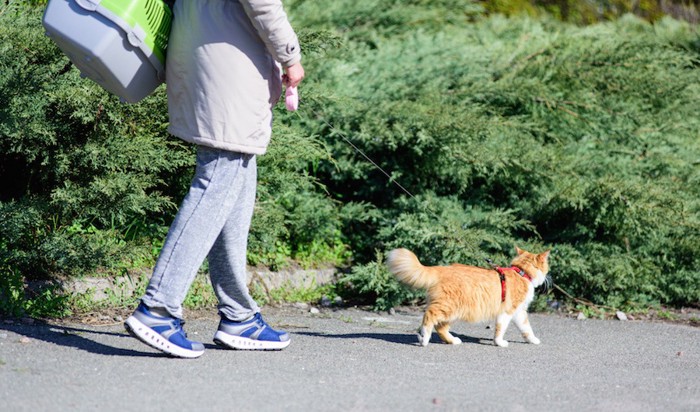 ハーネスをつけて飼い主と楽しく散歩をする猫