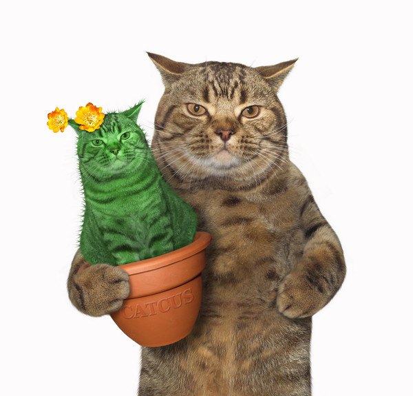 自分とそっくりな植木を持つ猫