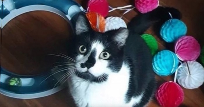 おもちゃに囲まれて見上げる猫