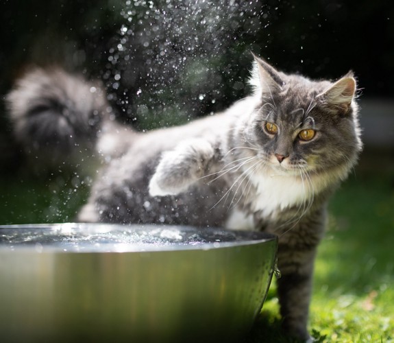 水遊びをする猫