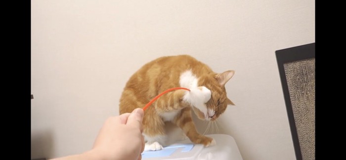 オモチャを噛む猫