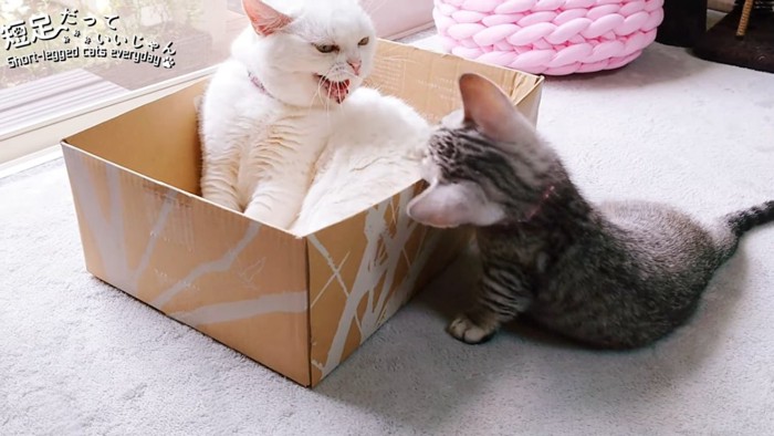 箱の中で口を開けている白猫