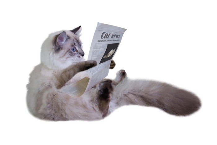 座りながら新聞を読む猫