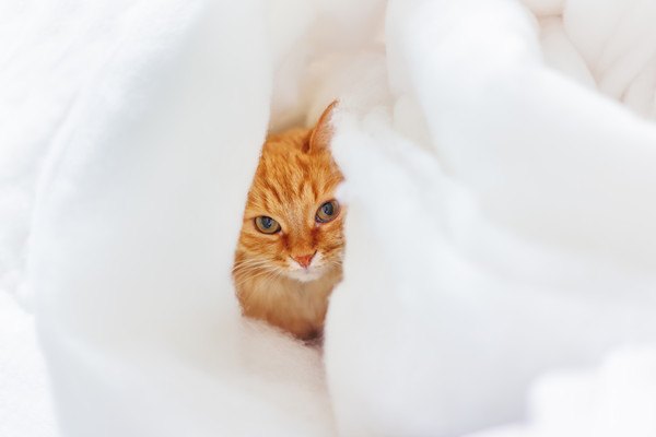 白い綿に隠れる猫