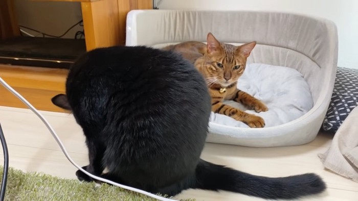 おすわりする黒猫と猫ベッドにいるベンガル