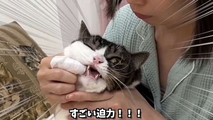 歯磨きされる猫の顔