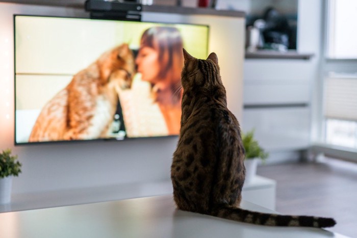 テレビを見ている猫