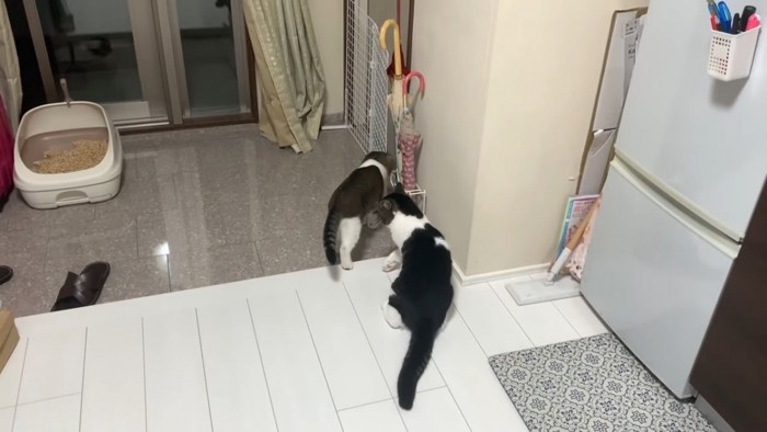 玄関に集まる猫
