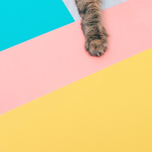 カラフルな床と猫の手