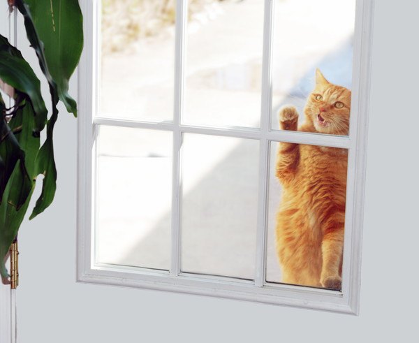 窓から見えるキジ茶色の猫