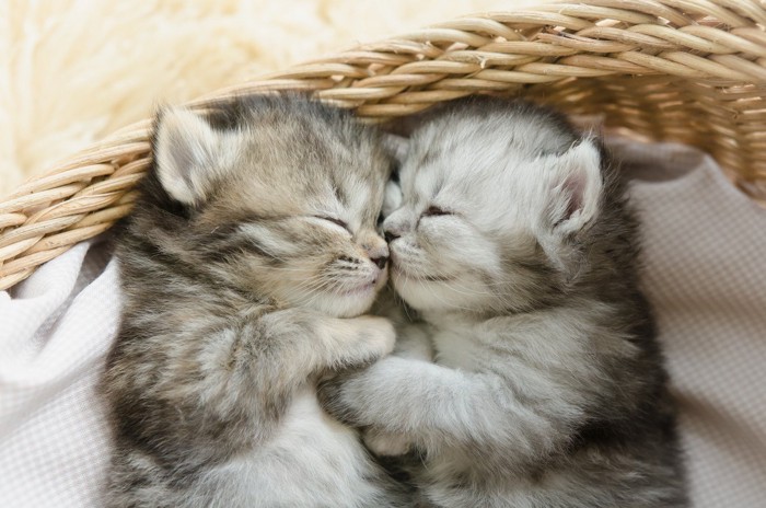 籠の中で寄り添って寝る2匹の子猫