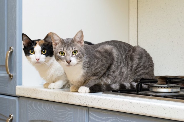 キッチン台に乗ってこちらを見る二匹の猫