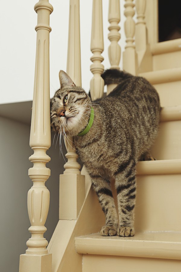階段の手すりにマーキングする猫