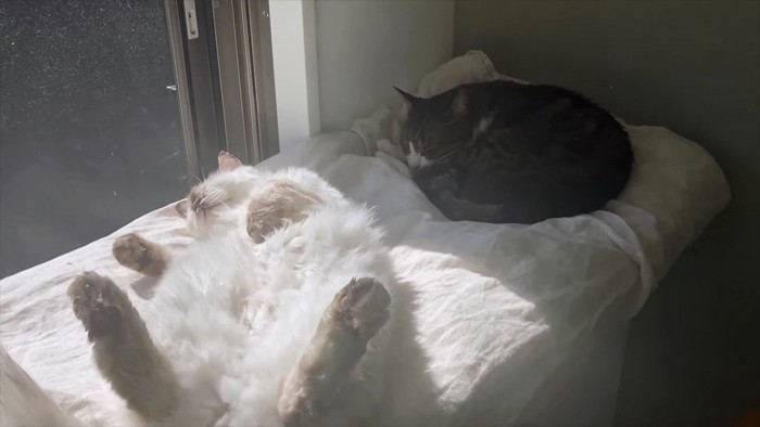 ヘソ天で眠る長毛猫と丸くなって眠る猫