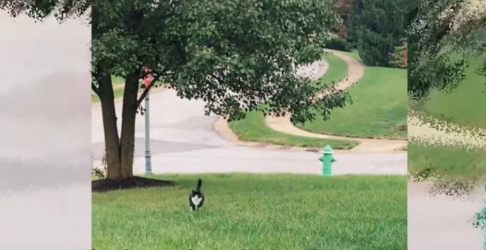 芝生の上を走るハチワレ猫