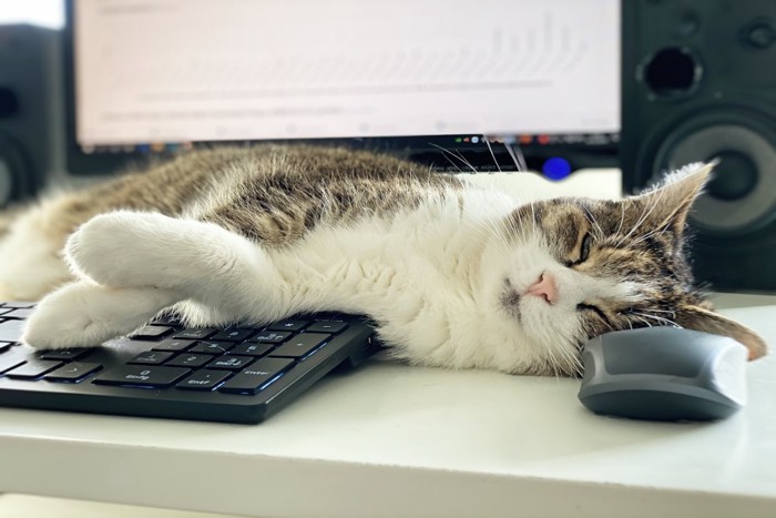 PCの前に寝転ぶ猫