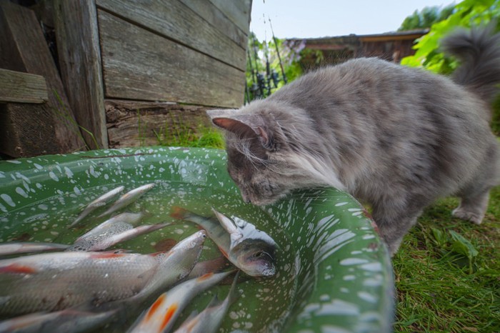 お魚を眺める猫