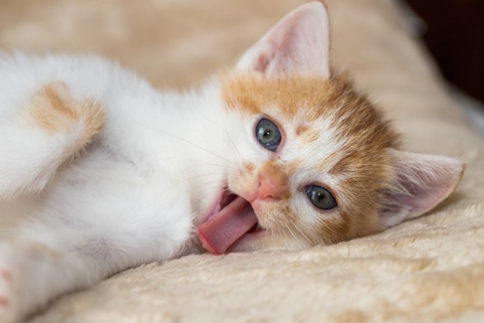 舌をだす猫