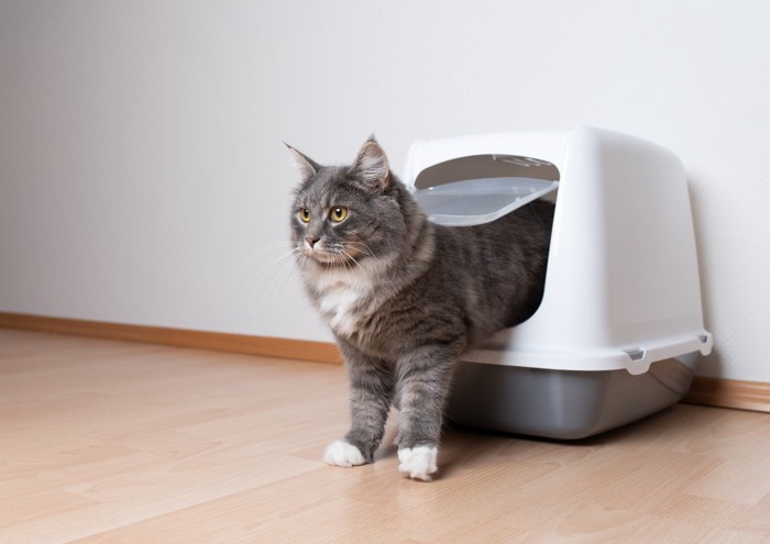 ドーム型のトイレと猫