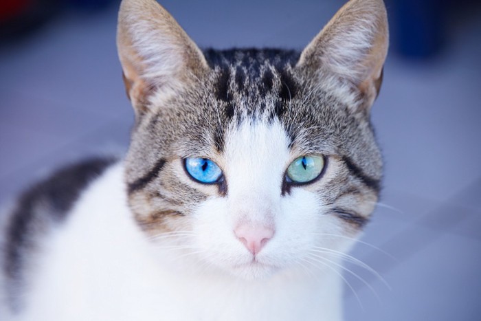 こちらを見つめる青い目の猫