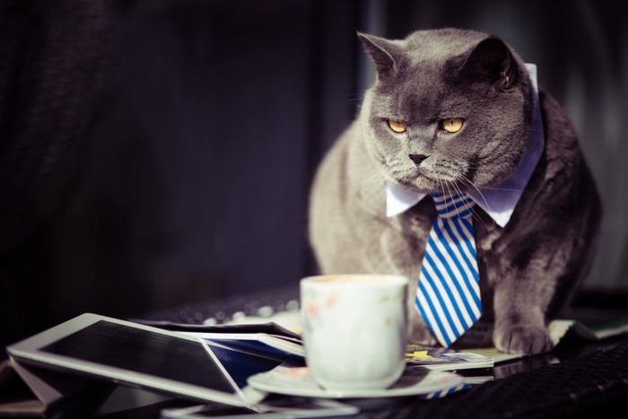 ネクタイをしている猫