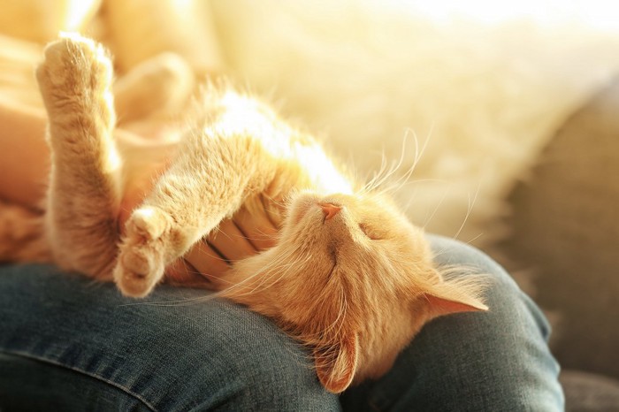 ジーンズの足の上で気持ち良さそうに寝る猫