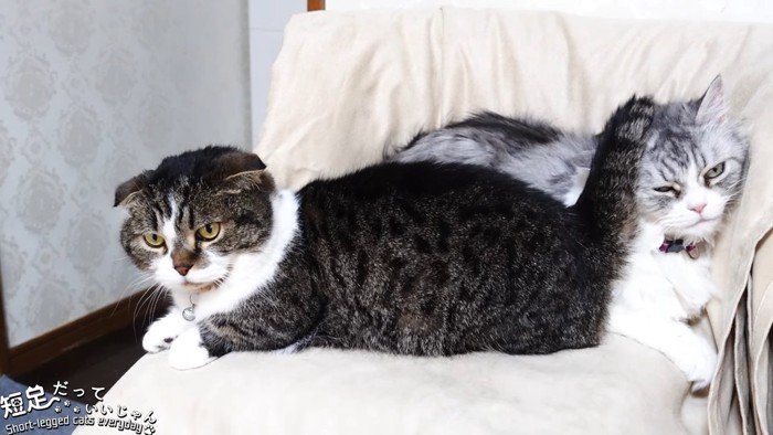 椅子の上に乗る2匹の猫