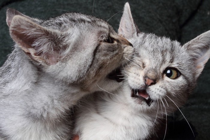 猫の顔を噛む猫