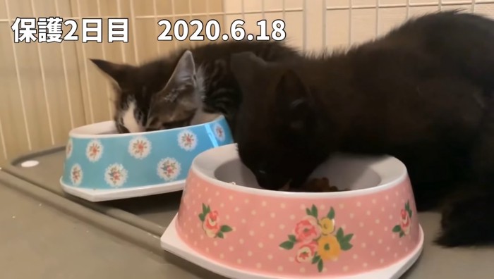 ご飯を食べるキジ白猫と黒猫